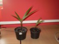 /album/fenykepgaleria/hyophorbe-lagenicaulis-002-jpg/